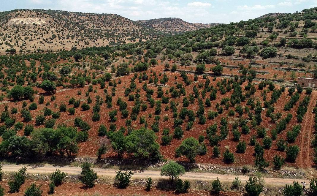 Güneydoğu'dan dünyaya: Napolyon kirazının inanılmaz yolculuğu! Sadece bir meyve değil; bu kirazlar umudun simgesi 20